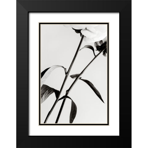Peony 08 Black Modern Wood Framed Art Print with Double Matting by 1x Studio III