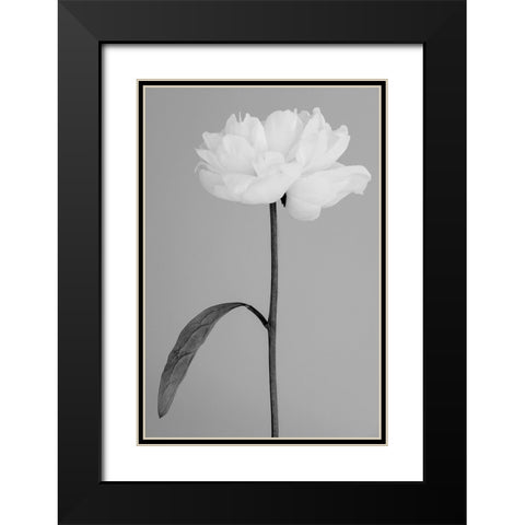 Peony 14 Black Modern Wood Framed Art Print with Double Matting by 1x Studio III