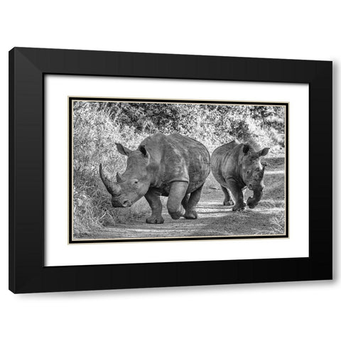 The Two Rhinos - Wildlife III Black Modern Wood Framed Art Print with Double Matting by Richter, Regine