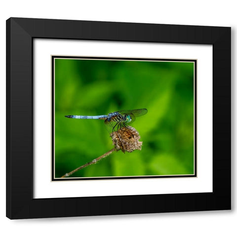 Blue Dasher Dragonfly Black Modern Wood Framed Art Print with Double Matting by Haddix, Steven