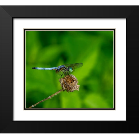 Blue Dasher Dragonfly Black Modern Wood Framed Art Print with Double Matting by Haddix, Steven