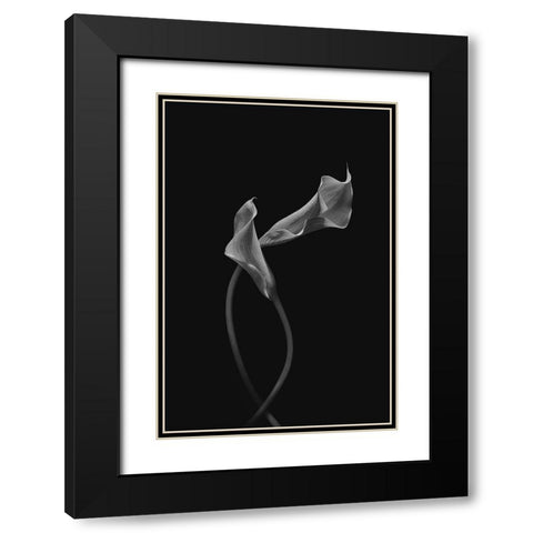 Two Loving Calla Lilies Black Modern Wood Framed Art Print with Double Matting by Jacobs, Lydia