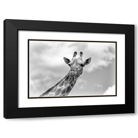 The giraffe - Wildlife V Black Modern Wood Framed Art Print with Double Matting by Richter, Regine