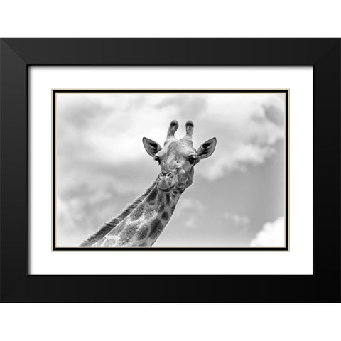 The giraffe - Wildlife V Black Modern Wood Framed Art Print with Double Matting by Richter, Regine