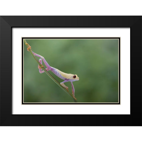 Morning Stretch Black Modern Wood Framed Art Print with Double Matting by Wolbers, Louise