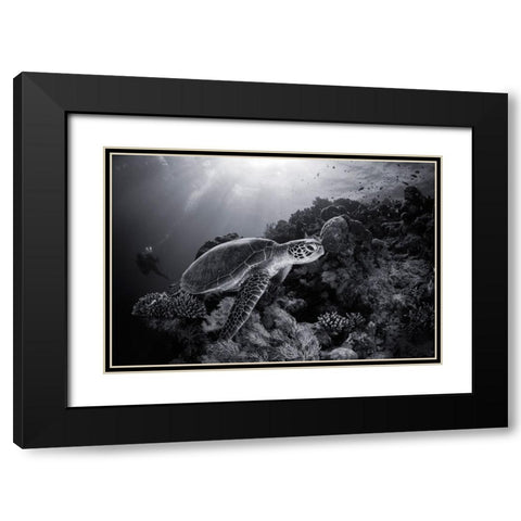 Green Turtle In Black And White Black Modern Wood Framed Art Print with Double Matting by Gabriel, Barathieu