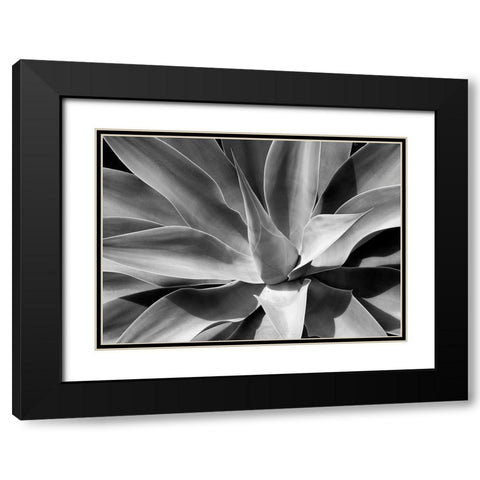 The Cone Black Modern Wood Framed Art Print with Double Matting by Schull, Harald