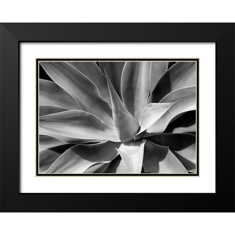The Cone Black Modern Wood Framed Art Print with Double Matting by Schull, Harald