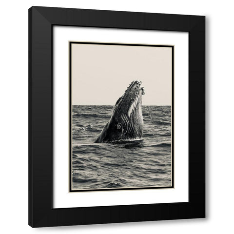 Secret Of Whale Black Modern Wood Framed Art Print with Double Matting by Melesan, Serge