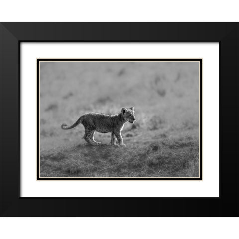 MORNING CAT Black Modern Wood Framed Art Print with Double Matting by Marx, Jaco