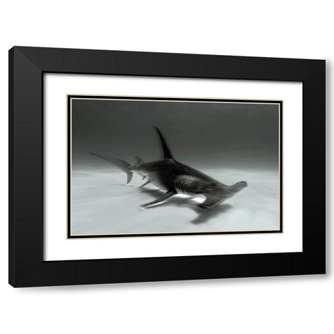Great Hammerhead Black Modern Wood Framed Art Print with Double Matting by Melesan, Serge