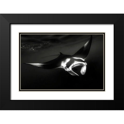 The Manta Black Modern Wood Framed Art Print with Double Matting by Melesan, Serge
