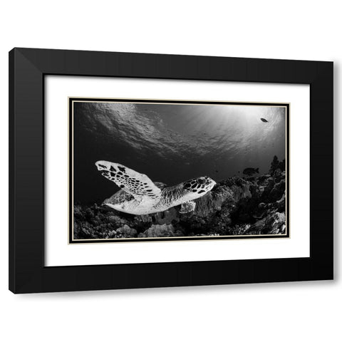 Hawksbill Black Modern Wood Framed Art Print with Double Matting by Y Lin, Ryan