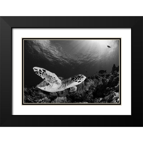 Hawksbill Black Modern Wood Framed Art Print with Double Matting by Y Lin, Ryan