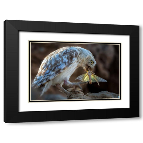 Peeping Owl Eating Dragonfly Black Modern Wood Framed Art Print with Double Matting by Allam, Abdelkader