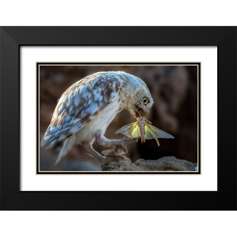 Peeping Owl Eating Dragonfly Black Modern Wood Framed Art Print with Double Matting by Allam, Abdelkader