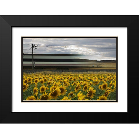 78 Sunflowers Black Modern Wood Framed Art Print with Double Matting by Balenzategui, Kike
