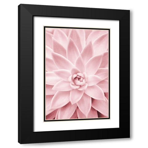 Pink Succulent Black Modern Wood Framed Art Print with Double Matting by Pienaar, Kathrin