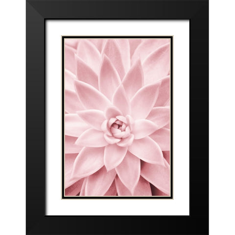 Pink Succulent Black Modern Wood Framed Art Print with Double Matting by Pienaar, Kathrin