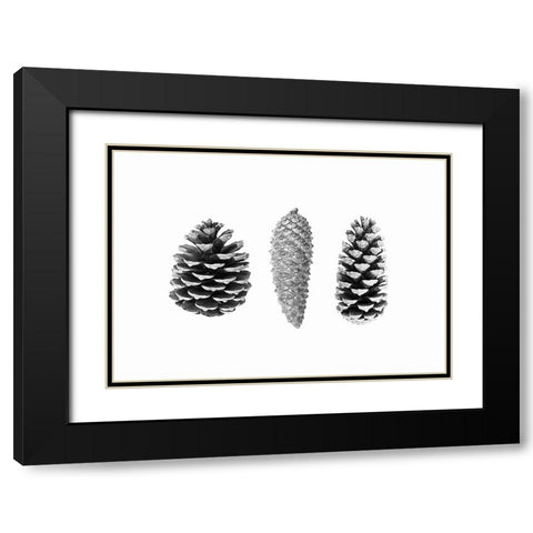 Pine Cone Study Black Modern Wood Framed Art Print with Double Matting by Pienaar, Kathrin