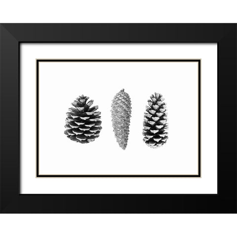 Pine Cone Study Black Modern Wood Framed Art Print with Double Matting by Pienaar, Kathrin