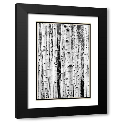 Birches Black Modern Wood Framed Art Print with Double Matting by Pienaar, Kathrin
