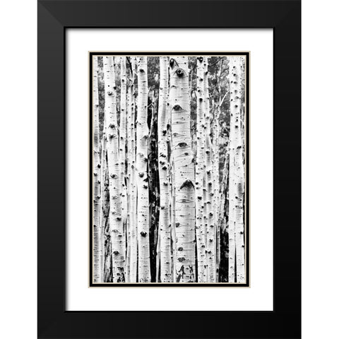 Birches Black Modern Wood Framed Art Print with Double Matting by Pienaar, Kathrin