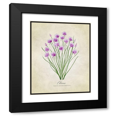 Chives vintage Black Modern Wood Framed Art Print with Double Matting by Laiz Blursbyai, Rosana