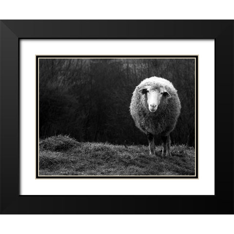 Wondering Sheep Black Modern Wood Framed Art Print with Double Matting by Ajven
