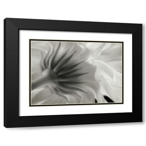 Calendula Black Modern Wood Framed Art Print with Double Matting by Gronkjar, Lotte