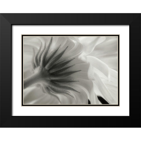 Calendula Black Modern Wood Framed Art Print with Double Matting by Gronkjar, Lotte