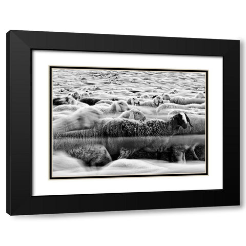 River Sheep || Black Modern Wood Framed Art Print with Double Matting by Luca, Liloni
