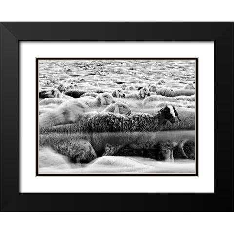 River Sheep || Black Modern Wood Framed Art Print with Double Matting by Luca, Liloni