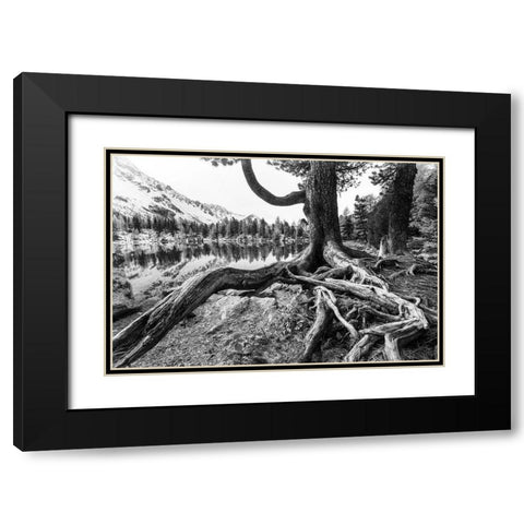 Old Tree Black Modern Wood Framed Art Print with Double Matting by Landolt, Susanne