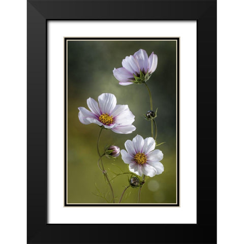 *Cosmos Black Modern Wood Framed Art Print with Double Matting by Disher, Mandy