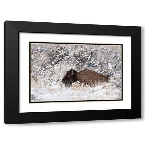 Bison In Winterland Black Modern Wood Framed Art Print with Double Matting by Forns, Fabiola