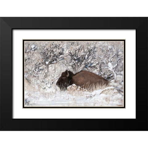 Bison In Winterland Black Modern Wood Framed Art Print with Double Matting by Forns, Fabiola