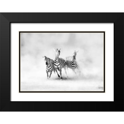 Zebras Black Modern Wood Framed Art Print with Double Matting by Luis Duran, Juan