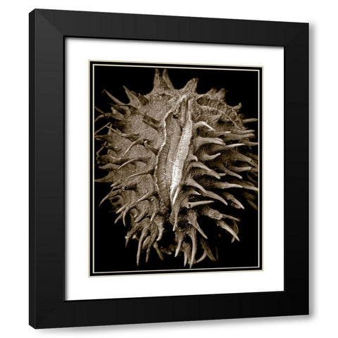 Chestnut Black Modern Wood Framed Art Print with Double Matting by Collie, Clive