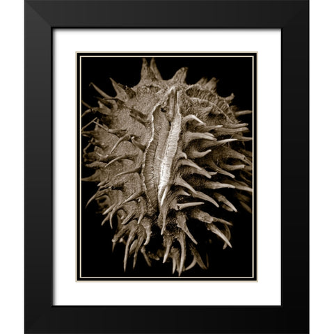 Chestnut Black Modern Wood Framed Art Print with Double Matting by Collie, Clive