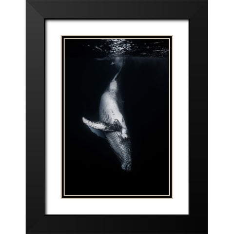 Black Whale Black Modern Wood Framed Art Print with Double Matting by Gabriel, Barathieu