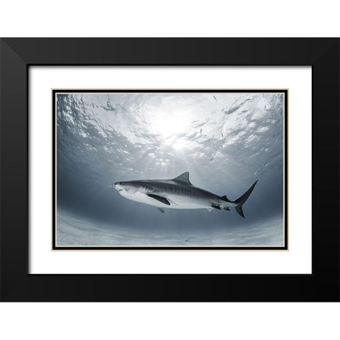 Tiger Rays Black Modern Wood Framed Art Print with Double Matting by Kiefer, Ken