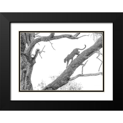 High Key Leopard Black Modern Wood Framed Art Print with Double Matting by Marx, Jaco