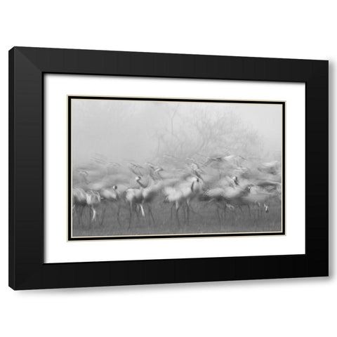 Agamon Hula Black Modern Wood Framed Art Print with Double Matting by Eichelberg, Amnon