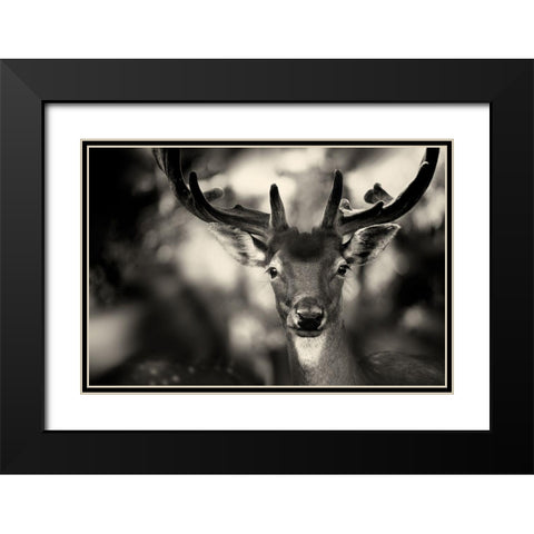Bambi Black Modern Wood Framed Art Print with Double Matting by Stimac, Sandra