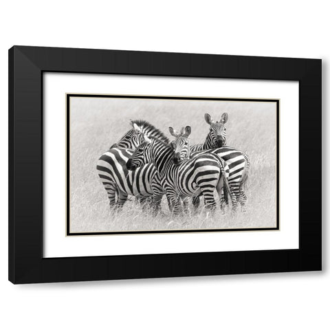 Zebras Black Modern Wood Framed Art Print with Double Matting by Trubitsyn, Kirill