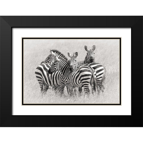 Zebras Black Modern Wood Framed Art Print with Double Matting by Trubitsyn, Kirill