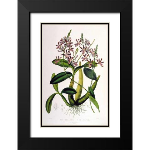 Orchid, Schomburgkia Tibicinus Black Modern Wood Framed Art Print with Double Matting by Withers, Augusta