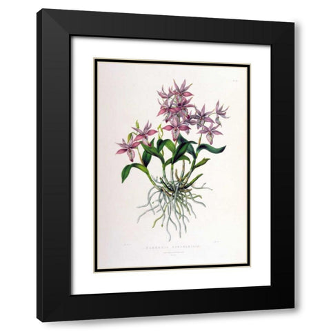 Orchid, Barkeria Spectabilis Black Modern Wood Framed Art Print with Double Matting by Withers, Augusta