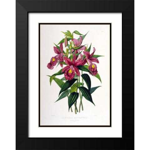 Orchid, Sobralia Macrantha Black Modern Wood Framed Art Print with Double Matting by Withers, Augusta